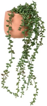 Otto-Terracotta-Pot-with-Donkeytail-Plant on sale