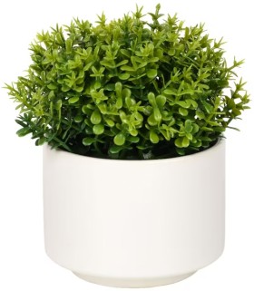 Otto-Mini-Plant-Shrub on sale