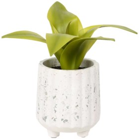 Otto-Terrazzo-Pot-with-Succulent-Plant on sale