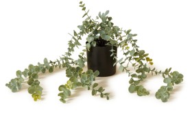 NEW-Openook-Artificial-Plant-Silver-Leaf on sale