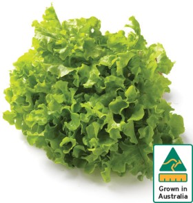Australian-Green-Oak-Lettuce on sale