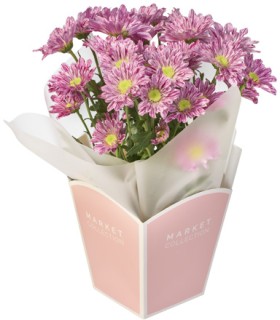 Potted-Chrysanthemum on sale