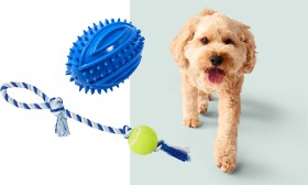 Tails-Assorted-Ball-Dog-Toys on sale