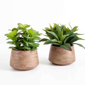 Eden-Potted-Succulent-Large-by-MUSE on sale