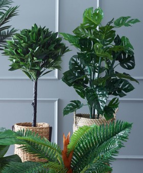 Large-Potted-Plants on sale