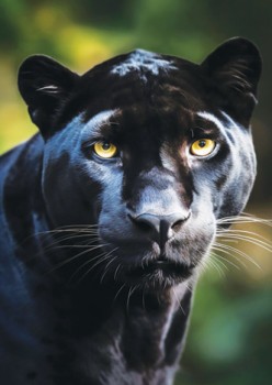 Animal-Blanket-Panther-200x240cm on sale