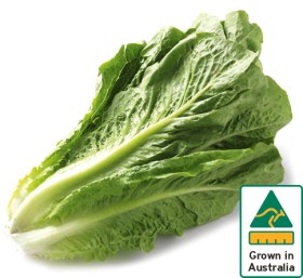 Australian+Cos+Lettuce+Twin+Pack