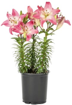 Potted+Asiatic+Lily