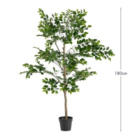 Ficus-Tree-by-MUSE on sale