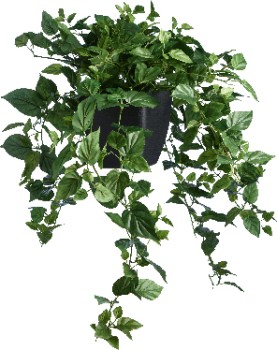 Hanging+Devils+Ivy+in+Black+Pot+35+x+87cm