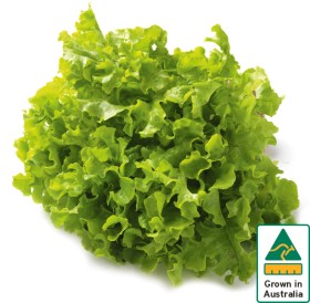 Australian+Green+Oak+Lettuce