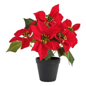 Jolly+%26amp%3B+Joy+Potted+Single+Poinsettia+Red