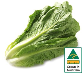 Australian+Cos+Lettuce+Twin+Pack