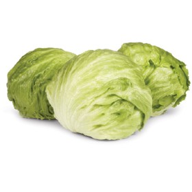 Australian+Iceberg+Lettuce