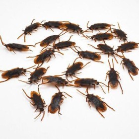 Cockroaches+4.5cm+Pk+24