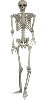 Skeleton+1.5m+Standing+Ea