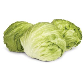 Australian+Iceberg+Lettuce