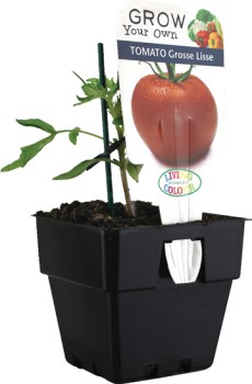 %26lsquo%3BGrosse+Lisse%26rsquo%3B+Tomato