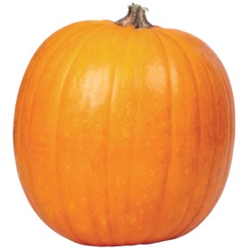 Australian-Halloween-Pumpkins on sale