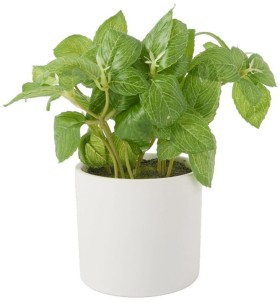 30%25+to+40%25+off+Greenroom+Basil+in+Ceramic+Pot