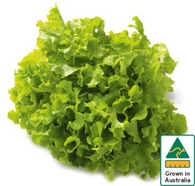 Australian+Green+Oak+Lettuce