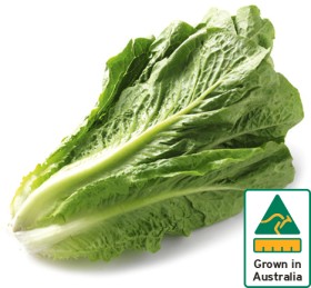 Australian+Cos+Lettuce+Twin+Pack