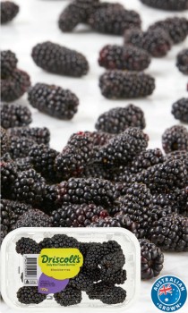 Australian+Blackberries+170g+Punnet