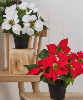 Jolly+%26amp%3B+Joy+Potted+Single+Poinsettia+Red+or+White