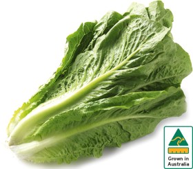 Australian+Cos+Lettuce+Twin+Pack