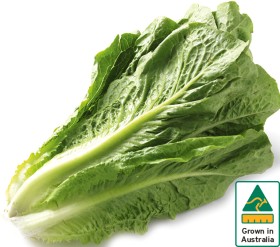 Australian+Cos+Lettuce+Twin+Pack