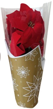 Potted-Poinsettia on sale