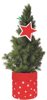 Potted-Mini-Christmas-Tree on sale