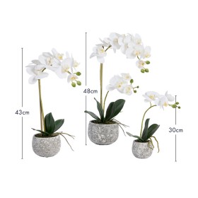 Phalaenopsis+White+Orchid+in+Pot+by+M.U.S.E.