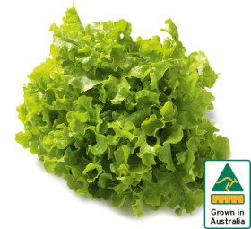 Australian+Green+Oak+Lettuce