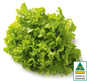 Australian+Green+Oak+Lettuce