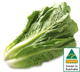 Australian+Cos+Lettuce+Twin+Pack