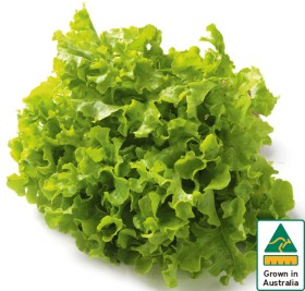 Australian+Green+Oak+Lettuce