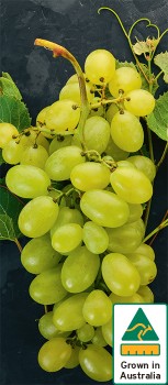 Australian+White+Seedless+Grapes