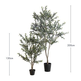 Olive+Tree+by+M.U.S.E.