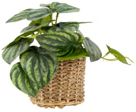Artificial+Stripe+Leaf+Plant+in+Basket