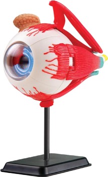 Edu-Science-Eyeball-Anatomy-Model on sale