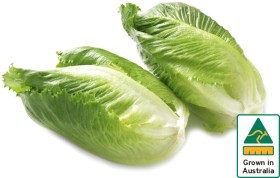Australian+Baby+Cos+Lettuce+Twin+Pack