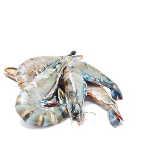 Thawed+Large+Australian+Green+Tiger+Prawns
