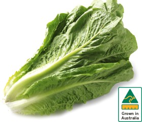 Australian+Cos+Lettuce+Twin+Pack