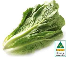 Australian+Cos+Lettuce+Twin+Pack