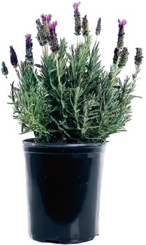 Lavender+14cm