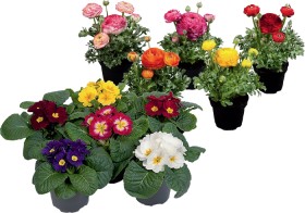 Assorted-Potted-Colour-105cm on sale