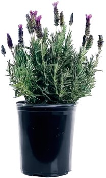 Lavender+14cm