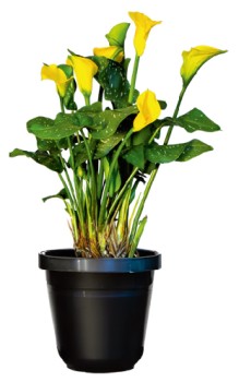 Calla+Lily+14cm