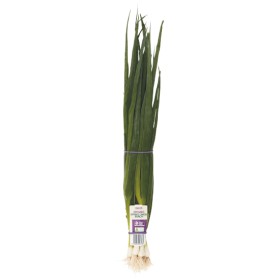 Australian-Macro-Organic-Spring-Onion-Bunch on sale